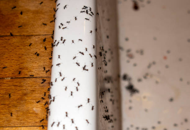 Best Flea Control Services  in Halfway House, PA