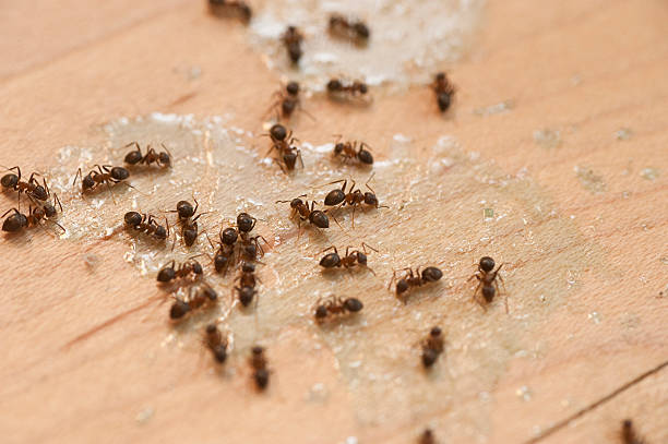 Best Pest Inspection Near Me  in Halfway House, PA